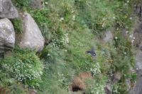 Fotostopp an einem Vogelfelsen, um Möwen und Papagaien-Vögel zu beobachten