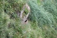 Fotostopp an einem Vogelfelsen, um Möwen und Papagaien-Vögel zu beobachten