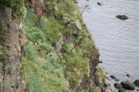 Fotostopp an einem Vogelfelsen, um Möwen und Papagaien-Vögel zu beobachten