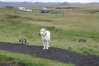 Kaffeepause am höchsten Bauernhof von Island - Möôrudalur