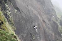 Fotostopp an den Felsnadelfelsen von Vik-i-Myrdal