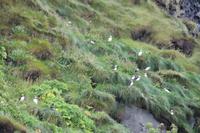Fotostopp an den Felsnadelfelsen von Vik-i-Myrdal