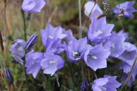 Spaziergang durch Tasiilaq