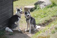 Wanderung durchs Blumental von Tasiilaq