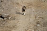 Wanderung durchs Blumental von Tasiilaq