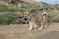 Wanderung durchs Blumental von Tasiilaq