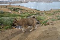 Wanderung durchs Blumental von Tasiilaq