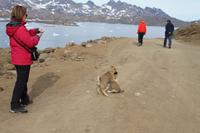Wanderung durchs Blumental von Tasiilaq