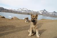 Wanderung durchs Blumental von Tasiilaq