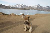 Wanderung durchs Blumental von Tasiilaq