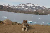 Wanderung durchs Blumental von Tasiilaq