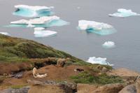 Wanderung durchs Blumental von Tasiilaq