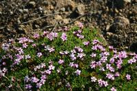 Steinbrech auf Grönland