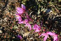 Arktisches Weidenröschen - Nationalblume Grönlands