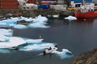 Eisschollen im Hafen von Tasiilaq