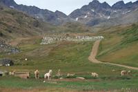 Schlittenhunde im Blumental