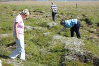 Heidelbeeren zum Mittag