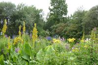 Botanischer Garten Reykjavik
