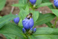 Botanischer Garten Reykjavik
