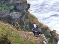 Papageientaucher bei Dyrholaey