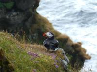 Papageientaucher bei Dyrholaey