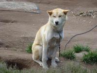 Schlittenhund in Grönland
