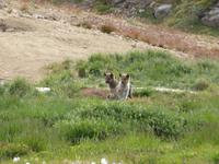 Schlittenhunde in Grönland