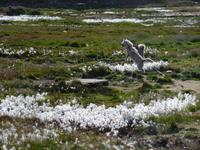 Schlittenhunde auf Grönland