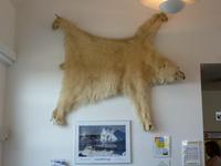 Eisbären-Fell im Flughafen Kulusuk