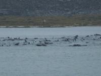 Grintwale vor Reykjavik