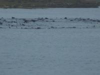 Grintwale vor Reykjavik