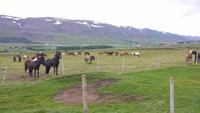Islandpferdereiten bei Akureyri