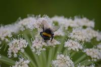 Arktische Hummel