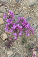 Arktische Rose