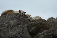 Hunde