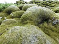 Lavafeld Island