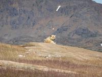 Schlittenhunde