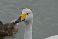 Singschwan