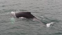 Walbeobachtung Hauganes - Dalvik - Rundreise Reisekombination Island und Grönland 