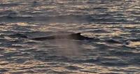 Walbeobachtung Hauganes - Dalvik - Rundreise Reisekombination Island und Grönland 