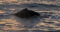 Walbeobachtung Hauganes - Dalvik - Rundreise Reisekombination Island und Grönland 