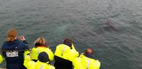 Walbeobachtung Hauganes - Dalvik - Rundreise Reisekombination Island und Grönland 