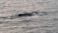 Walbeobachtung Hauganes - Dalvik - Rundreise Reisekombination Island und Grönland 