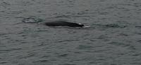 Walbeobachtung Hauganes - Dalvik - Rundreise Reisekombination Island und Grönland 