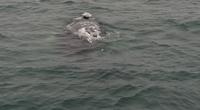 Walbeobachtung Hauganes - Dalvik - Rundreise Reisekombination Island und Grönland 