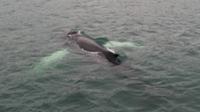 Walbeobachtung Hauganes - Dalvik - Rundreise Reisekombination Island und Grönland 