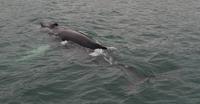 Walbeobachtung Hauganes - Dalvik - Rundreise Reisekombination Island und Grönland 