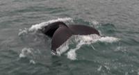 Walbeobachtung Hauganes - Dalvik - Rundreise Reisekombination Island und Grönland 