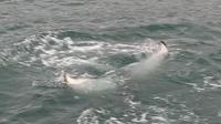 Walbeobachtung Hauganes - Dalvik - Rundreise Reisekombination Island und Grönland 