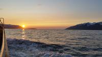 Walbeobachtung Hauganes - Dalvik - Rundreise Reisekombination Island und Grönland 